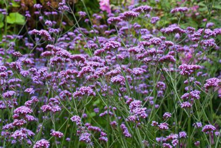Is Verbena a trailing plant