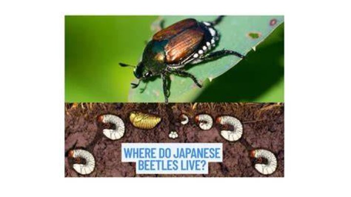 Where do Bess beetles live